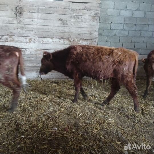 Бычки и быки