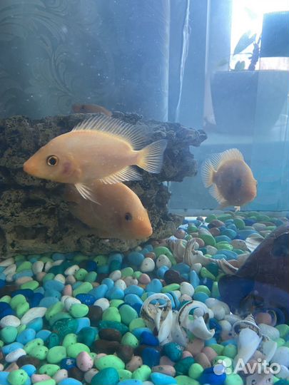 Продам рыб
