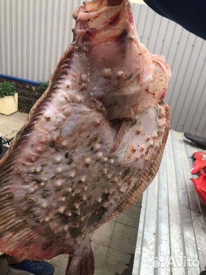 Камбала черноморская (калкан)