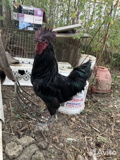 Продам петушка