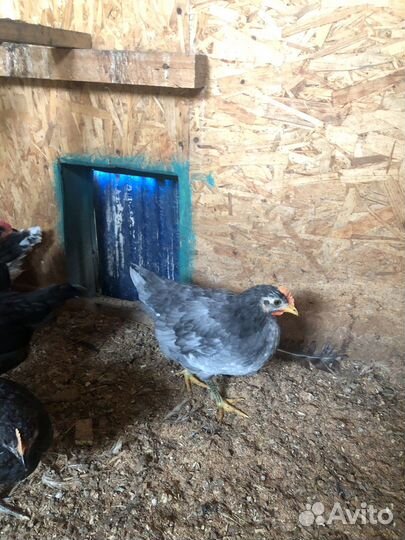 Продам петухов