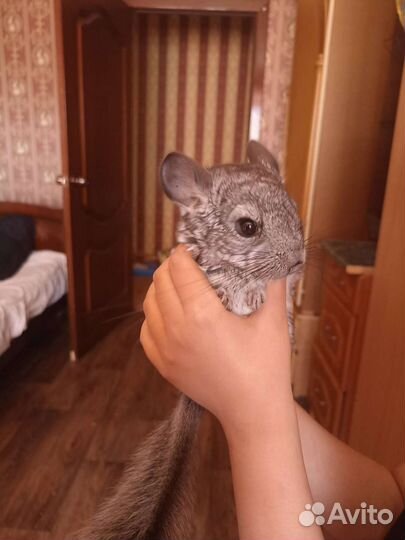 Шиншилла с клеткой