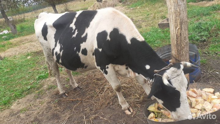 Корова и бычок