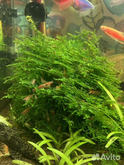 Креветки вишня