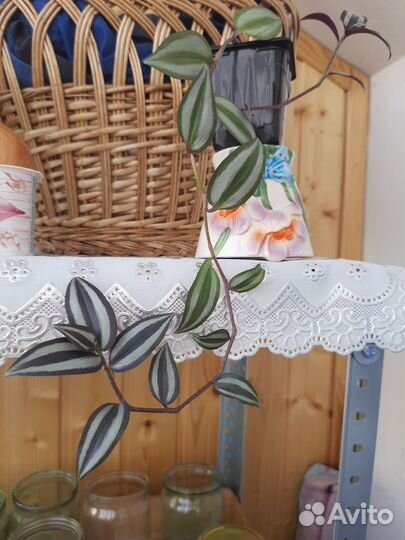 Традесканция зебрина и зелёная