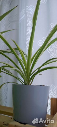 Хлорофитум