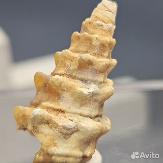 Окаменелость халцедоновая гастропода улитка