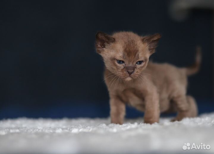 Бурманские клубные котята