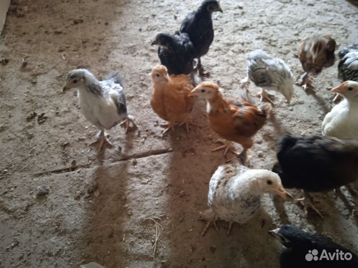Цыплята подрощенные