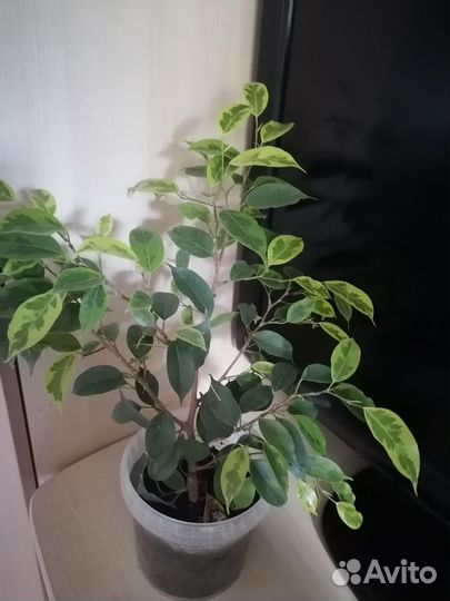 Фикус бенджамина