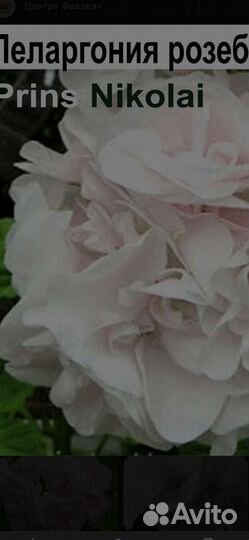 Пеларгония, живые розы, и др