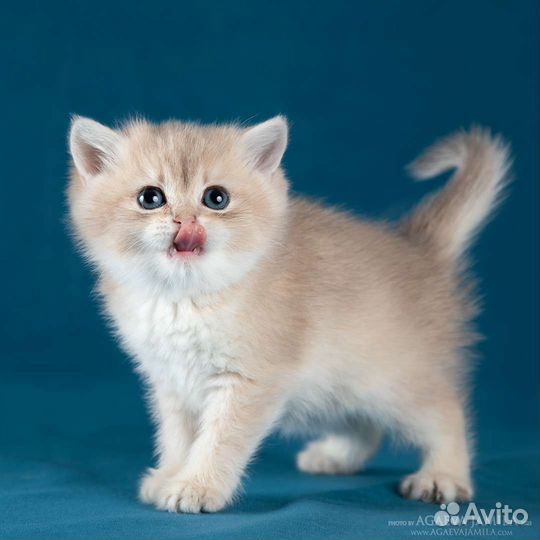 Котята британские голубое золото