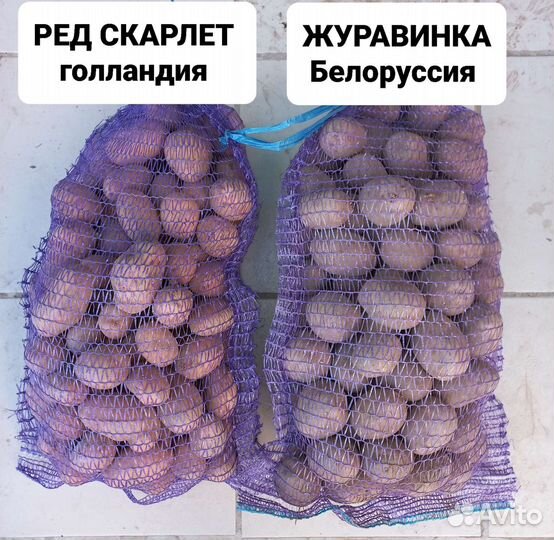 Семенной картофель элит качество
