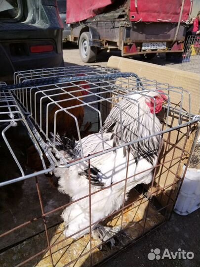 Молодые петухи