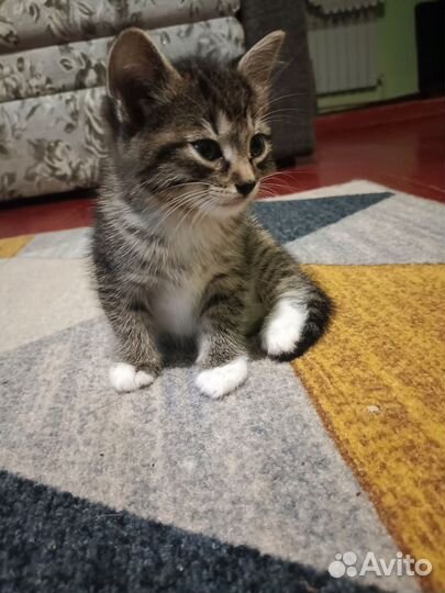 Котята отдам только в ответственные руки