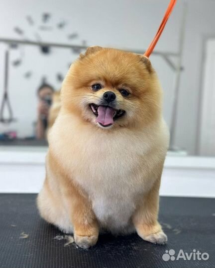 Стрижка собак с выездом на дом