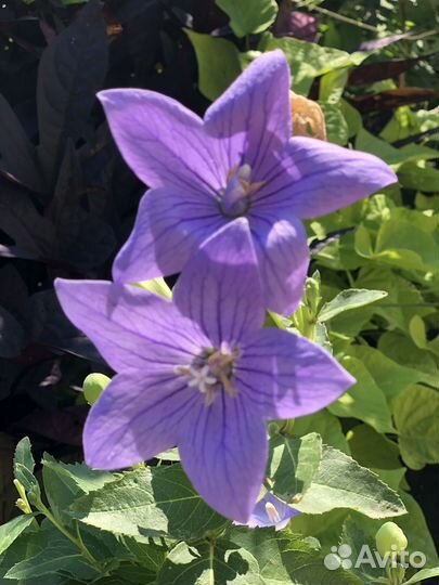 Многолетние цветы для сада