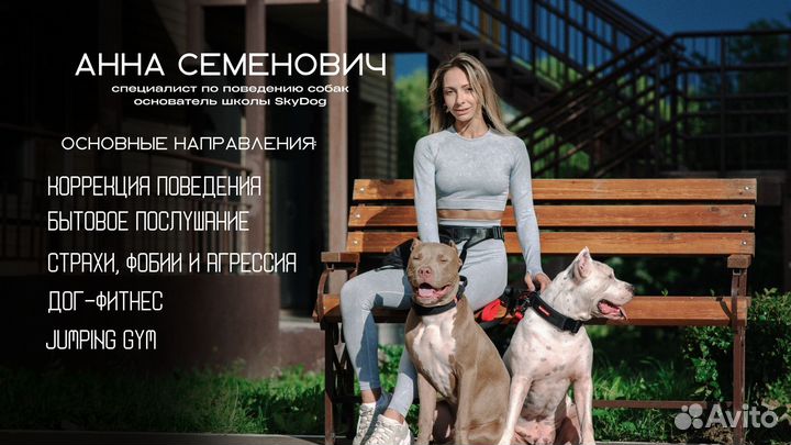 Дрессировка собак