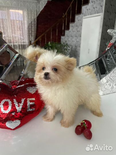 Тедди Помапу