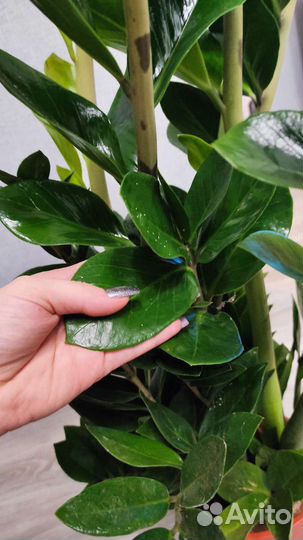 Замиокулькас