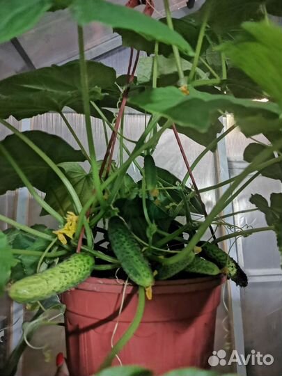 Царь-огурец