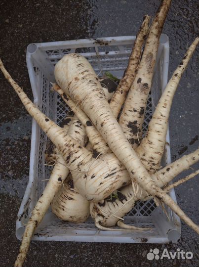 Пастернак - русский женшень