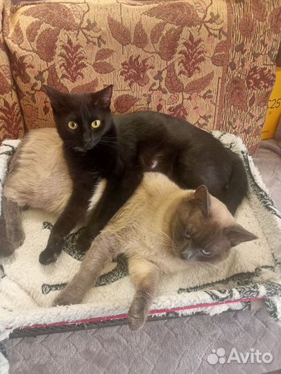 Котята сиамки (помесь)
