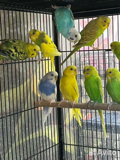 Волнистые попугайчики