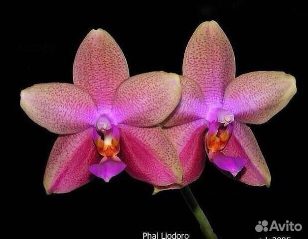 Орхидеи разные сорта