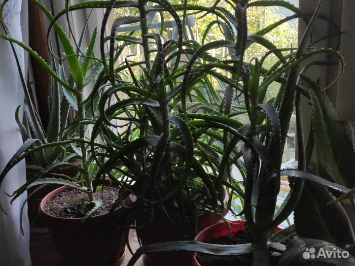 Алоэ Вера, алоэ столетник