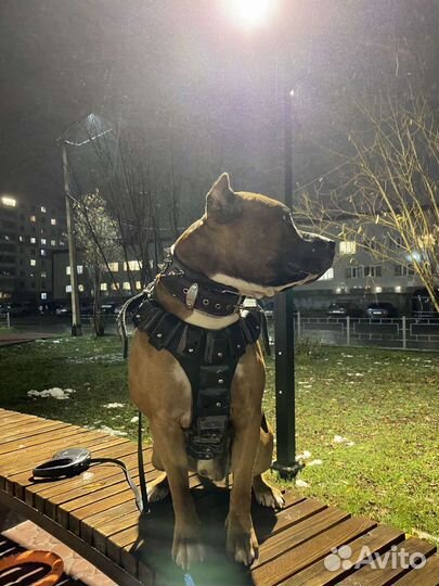 Шлейка с грузами для средних и крупных пород