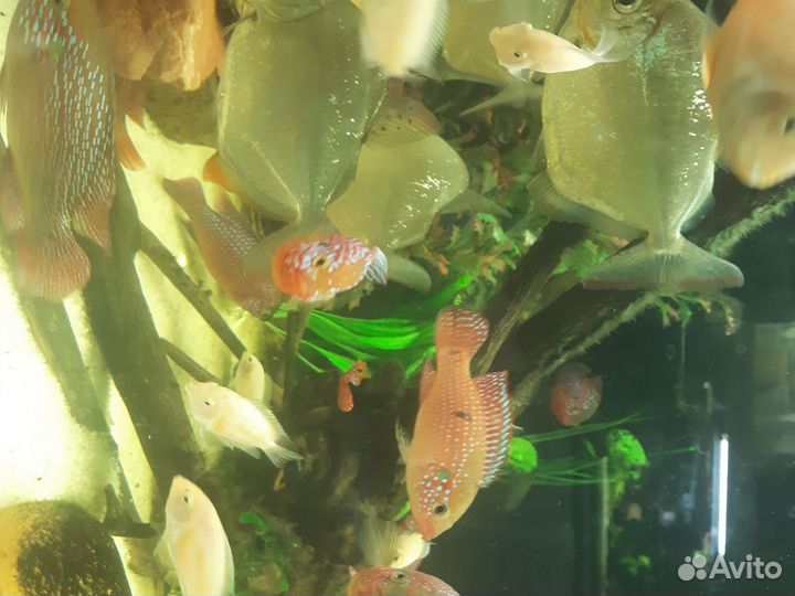 Цихлида Хромис и Розовый Фламинго