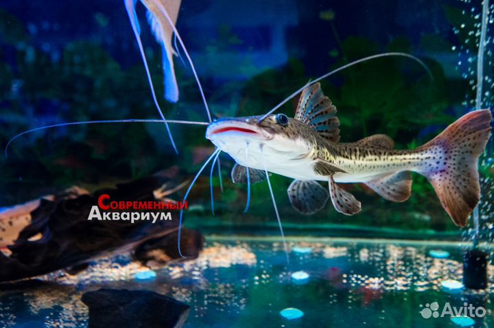 Сомики разные. Аквариумные рыбки