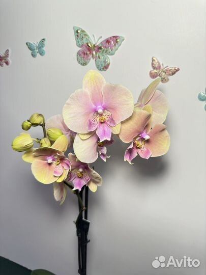 Орхидея фаленопсис