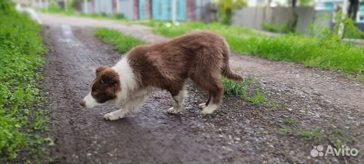 Щенок бордер колли