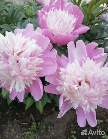 Пионы саженцы