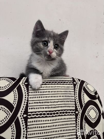 Котенок