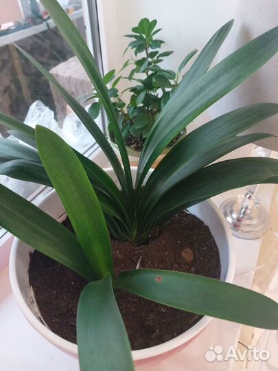 Комнатные цветы