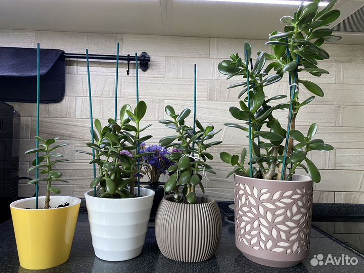 Толстянка (денежное дерево)