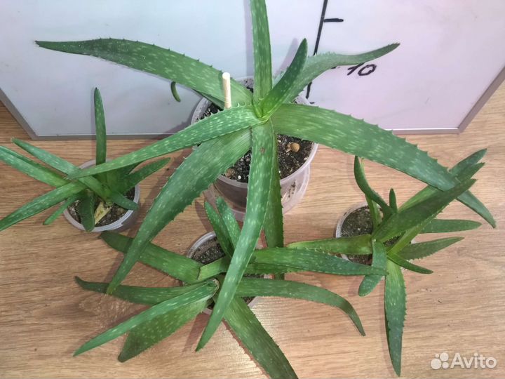 Продам цветы комнатные