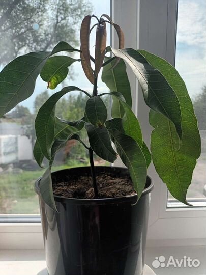 Манго в горшке