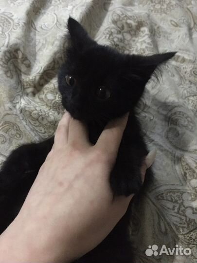 Котята черные