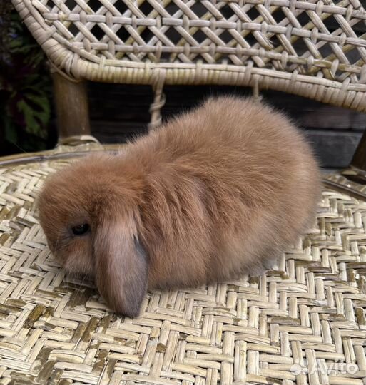 Карликовые кролики