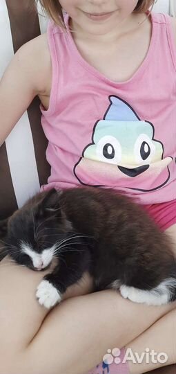 Котик бесплатно