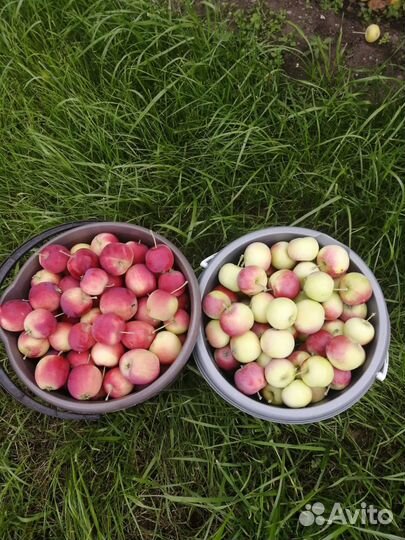 Яблоки домашние