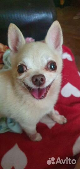 Вязка кобель чихуахуа