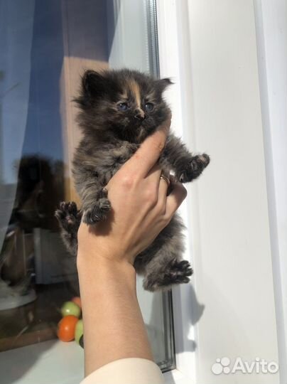 Кошка в дар бесплатно