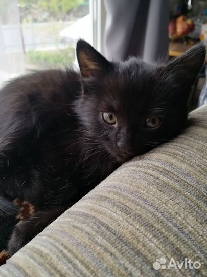 Кошка в дар бесплатно