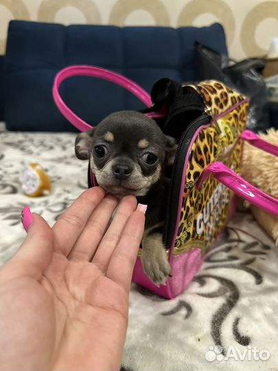 Девочки чихуахуа