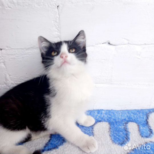 Котёнок прямоухий